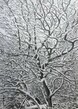 Snow in trees Hampstead Heath, 2021