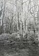 Birch trees, Hampstead Heath, 2020