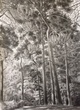 Pine trees, Hampstead Heath, 2021