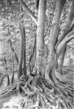 Beech trees (1), late summer, 2022
