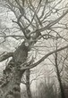 Oak tree, Kenwood 2022