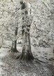 Beech trees New Forest , 2023