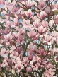 Spring, magnolia